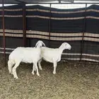 رخال) تم البيع