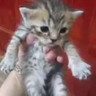 قطط كتن ام مهجنه اب هملايا