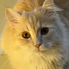 قط شيرازي ذكر