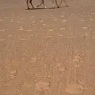 عشراء كفو تحتها بكره