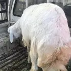 خروف جبر ناهي كفو تم البيع