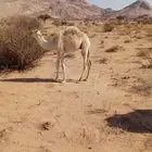 قعود للبيع الفديو بالواتس