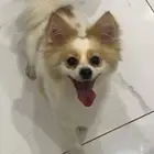 كلب انثى للتزاوج