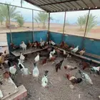 دجاج بلدي مشروع للتربية بشاير