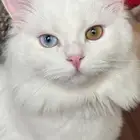 قطط للتبني