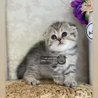 قطط قط قطه قطوه قطو كيتن كيتنز برتش سكوتش فولد قولد