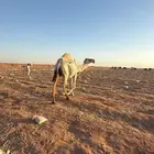 خلفه وضحا تحتها بكره
