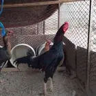 للبيع دجاج باكستاني