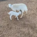نعجه طيبه معها ولدها شحم ولحم وحليب