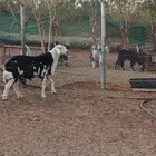 خروف نجدي وثلاث شوهات نجد دفيع