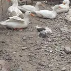 بط بكيني