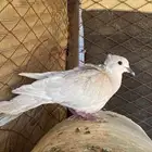 جوز قمري هولندي منتج و جوز باكستاني