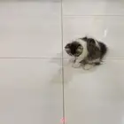 بسه
