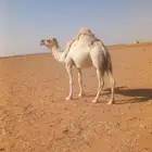ناقه حايل ردوم شحم ام ثالث