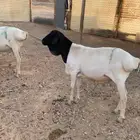 برابر مرابي جذعان