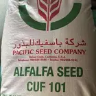 للبيع بذور برسيم باسفيك كاف 101