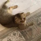 قط تبني