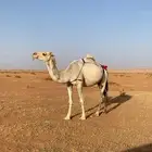 ناقه بكر تحتها بكره