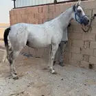 للبيع فرس صغيره ولقاح ثقيل باقي عليها كم يوم وتفلي