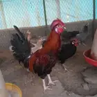 دجاج فونيكس