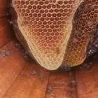 عسل   طلح مضمون وخالي من التغذية نهائيا