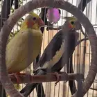 كروان زوج للبيع