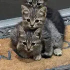 قطط للبيع تابي رمادي short hair