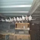 أجواز قماري هولندي