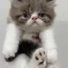 قطط