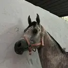 حصان عربي للبيع