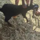 تيس