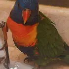 ببغاء اللوري
