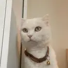 قط شيرازي للبيع ب 120 ريال العمر تقريبا سنه