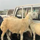 خرفان الدرب