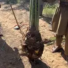 نخل مثمر للبيع مع التوصيل والزراعه