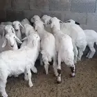 غنم