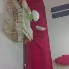 جده حي النزهه