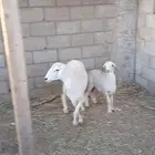 حرية
