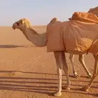 للبيع بكره