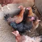 تم البيع