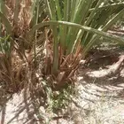 نخيل صنيه صنو مجدول وصقعي وعجوه وصفاوي