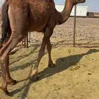 حاشي العمر 8 شهور