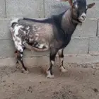 قزمي مع انتاجه