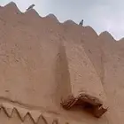 مطلوب حشو تربيه ولا بهم