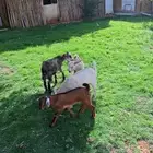 تيوس للبيع