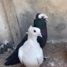 حمام زينه