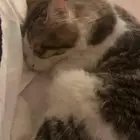 قطط للتبني