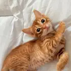 قطط لتبني