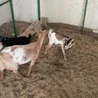 للبيع 5 ماعز قزمي