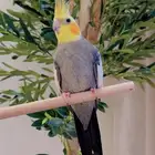 كروان   ولافة مناسب للإنتاج